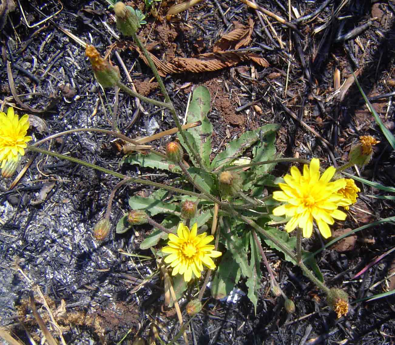 Crepis hypochaeridea Crepis hypochaeridea