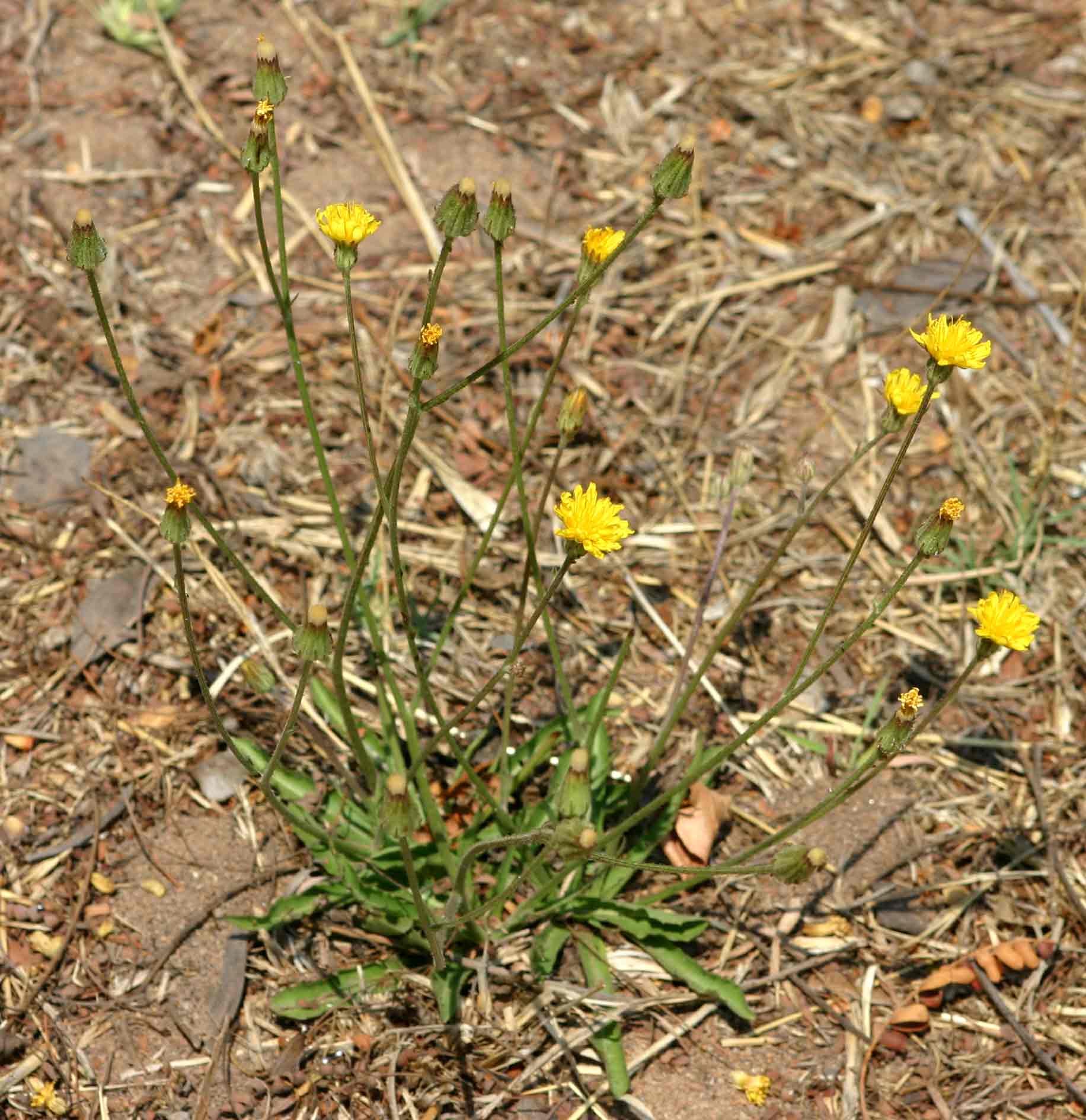 Crepis hypochaeridea Crepis hypochaeridea