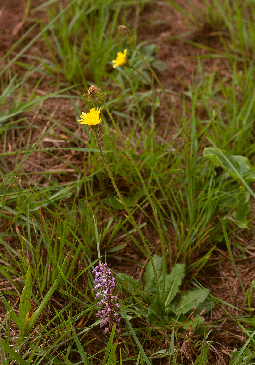 Crepis hypochaeridea