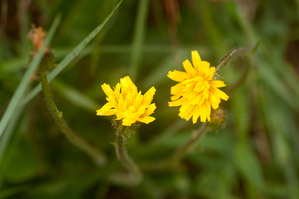 Crepis hypochaeridea