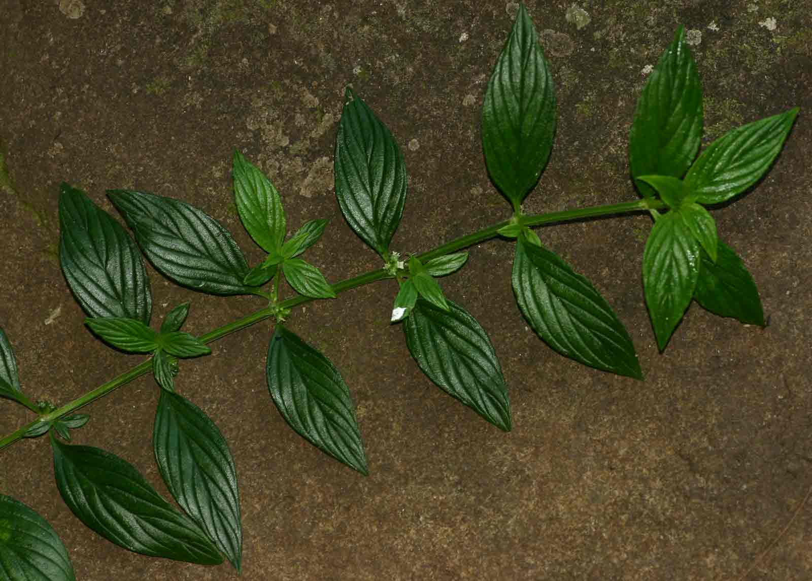 Hexasepalum sarmentosum