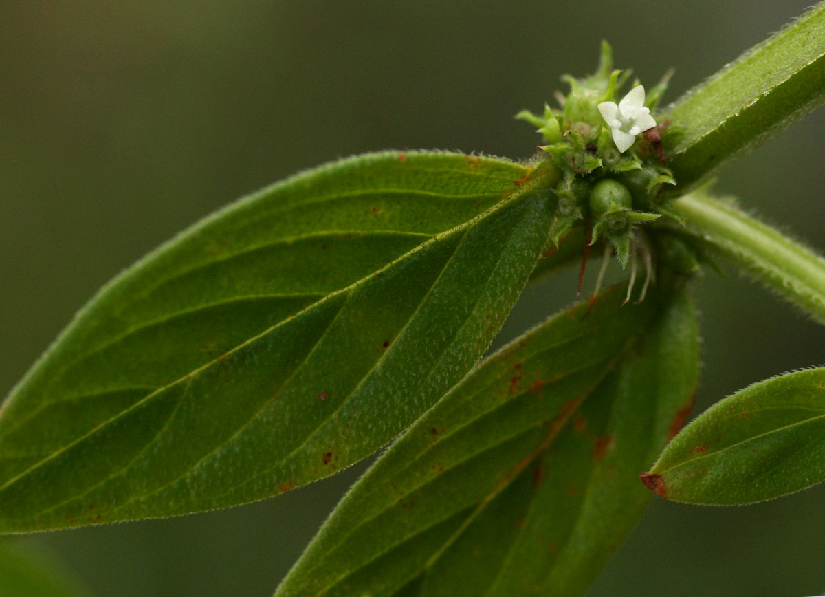 Hexasepalum sarmentosum