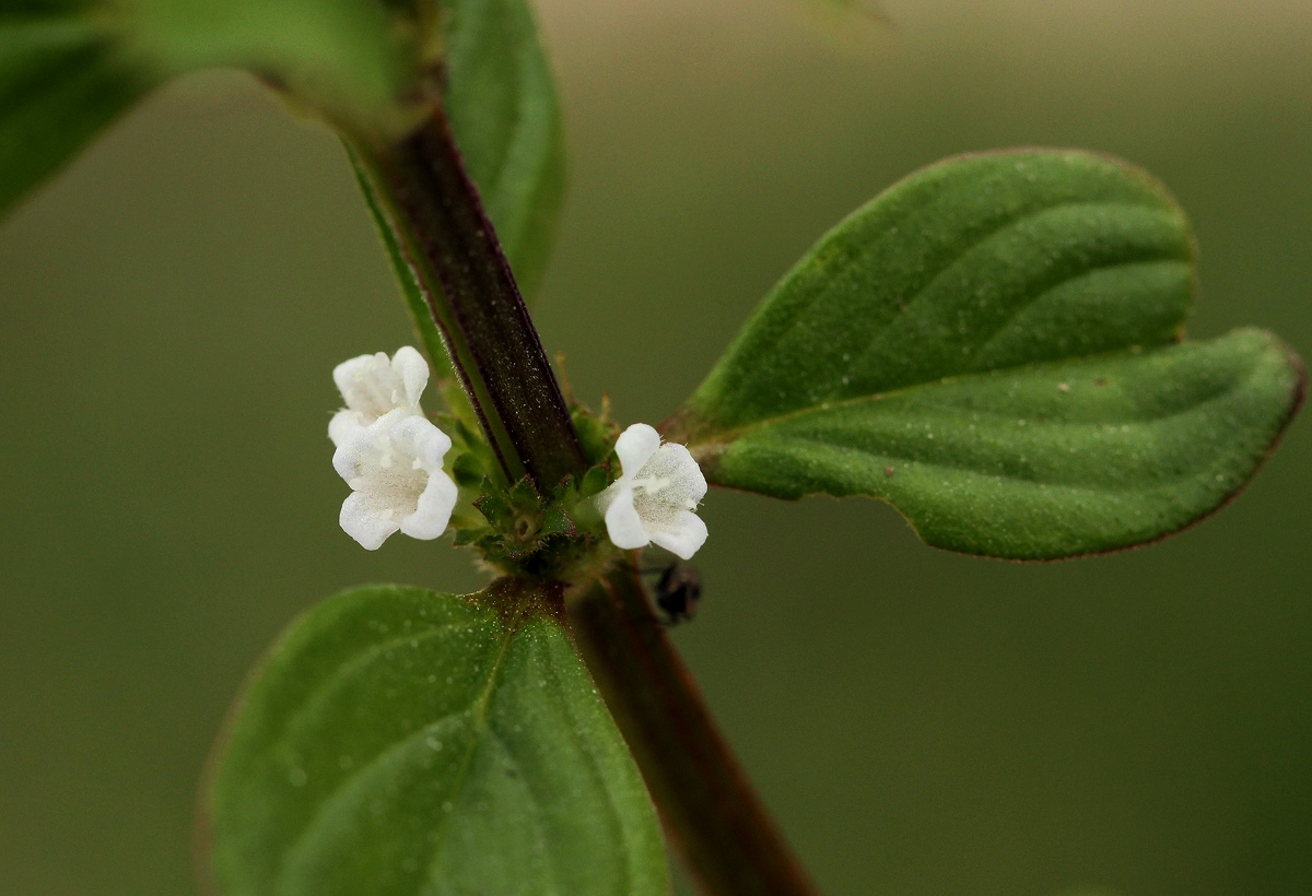 Hexasepalum sarmentosum