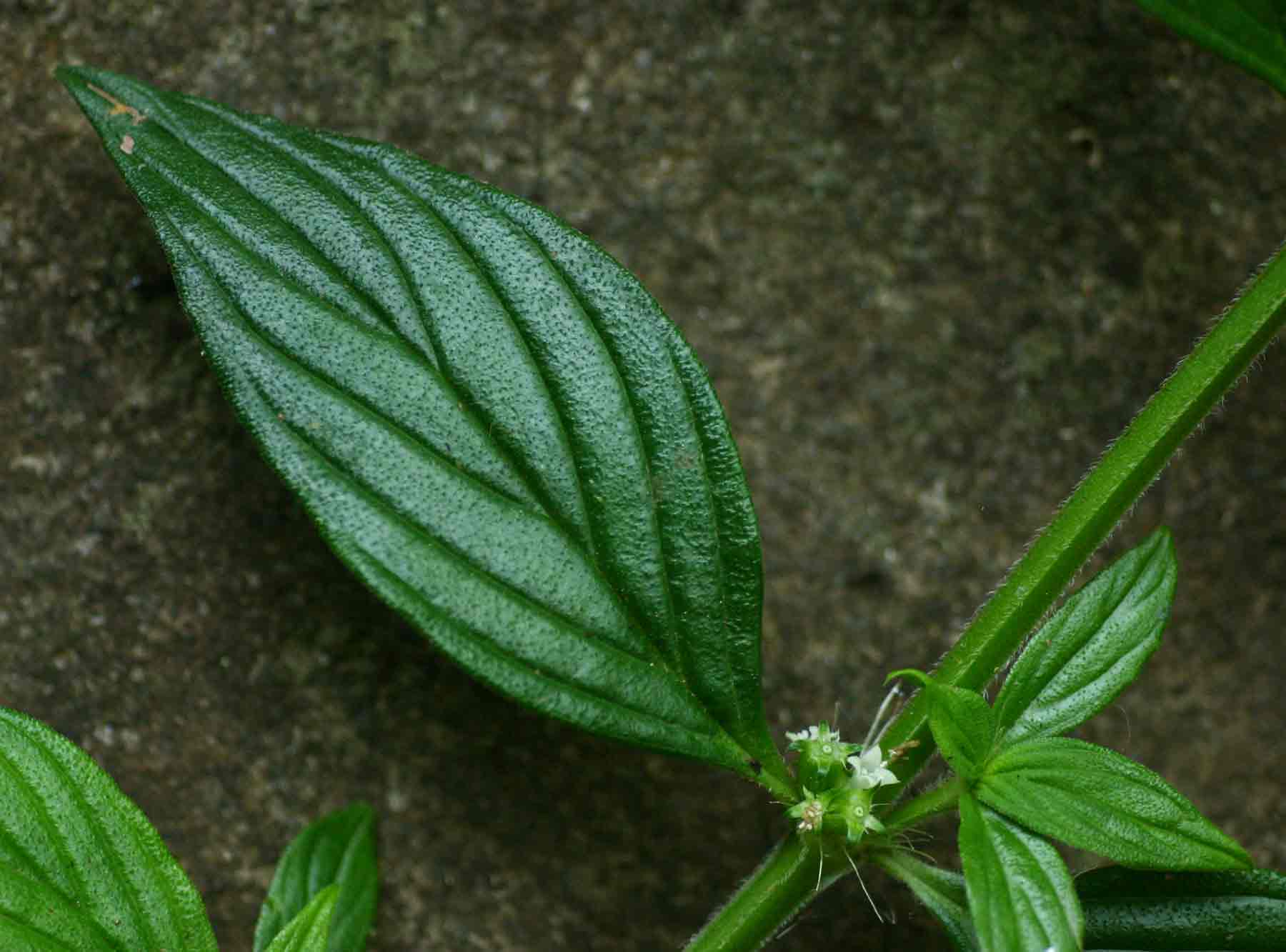 Hexasepalum sarmentosum Hexasepalum sarmentosum