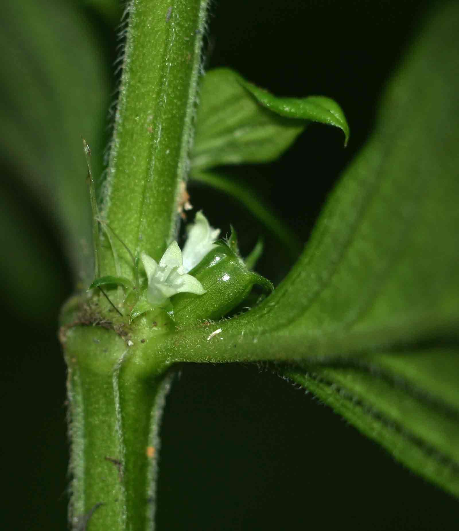Hexasepalum sarmentosum Hexasepalum sarmentosum