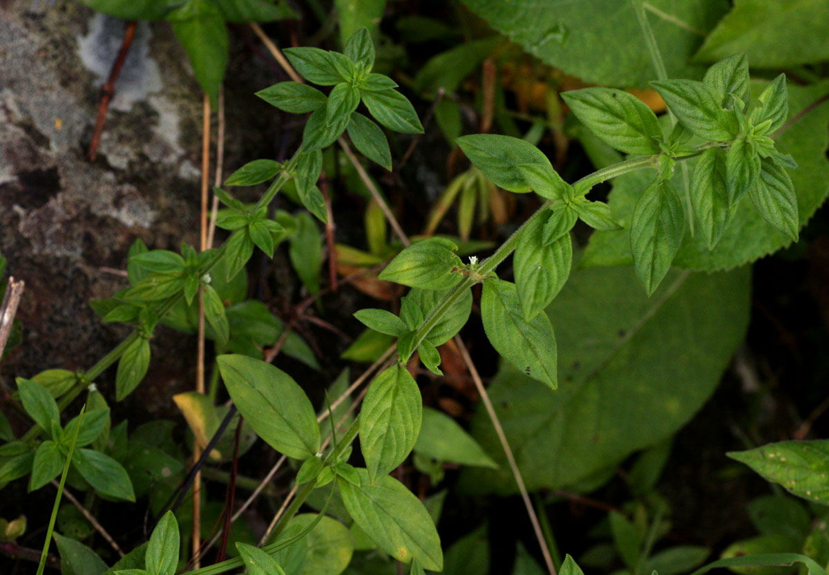 Hexasepalum sarmentosum Hexasepalum sarmentosum