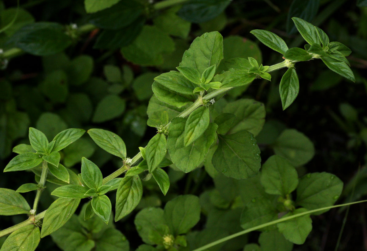 Hexasepalum sarmentosum