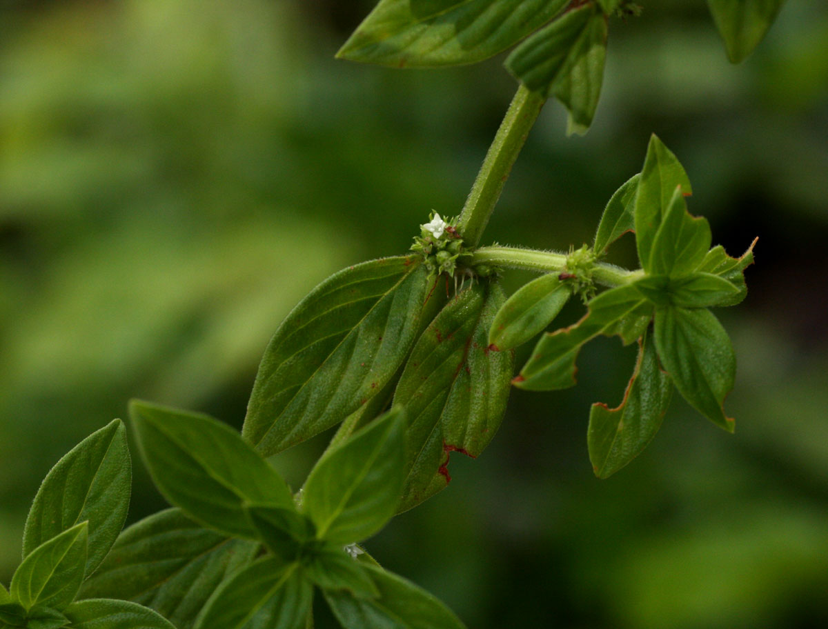 Hexasepalum sarmentosum