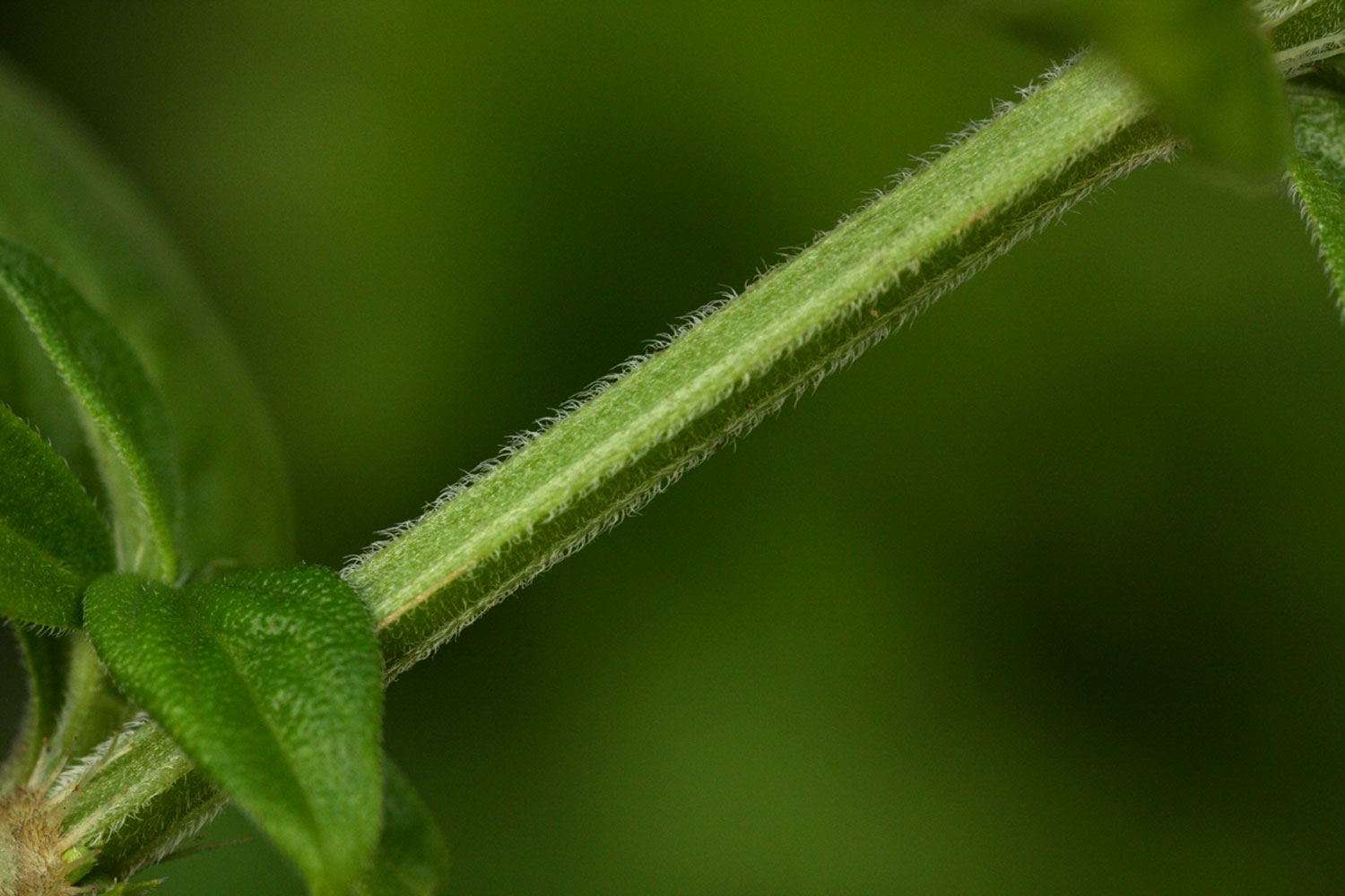 Hexasepalum sarmentosum