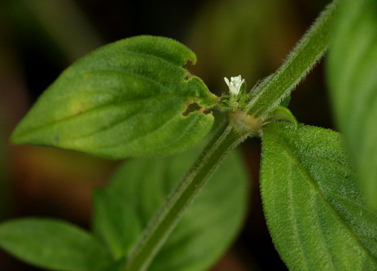 Hexasepalum sarmentosum