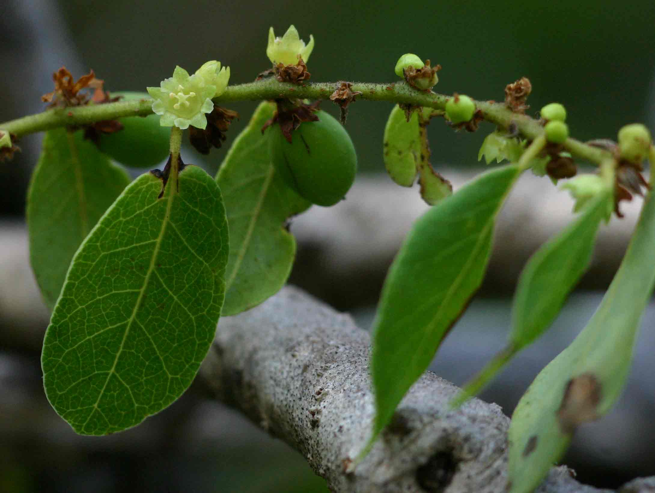 Bridelia cathartica subsp. melanthesoides Bridelia cathartica subsp. melanthesoides