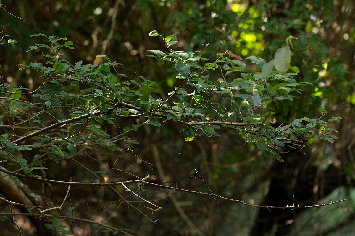 Bridelia cathartica subsp. melanthesoides Bridelia cathartica subsp. melanthesoides