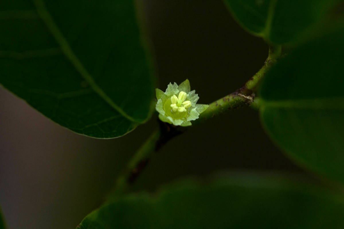 Bridelia cathartica subsp. melanthesoides