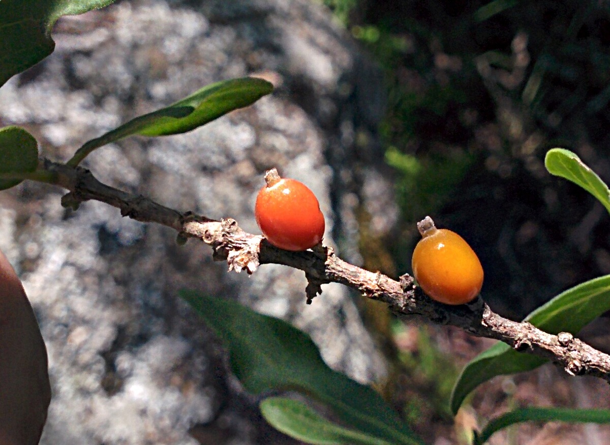 Tricalysia niamniamensis