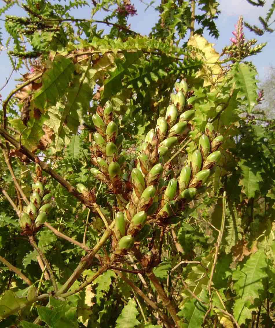 Acanthus polystachyus