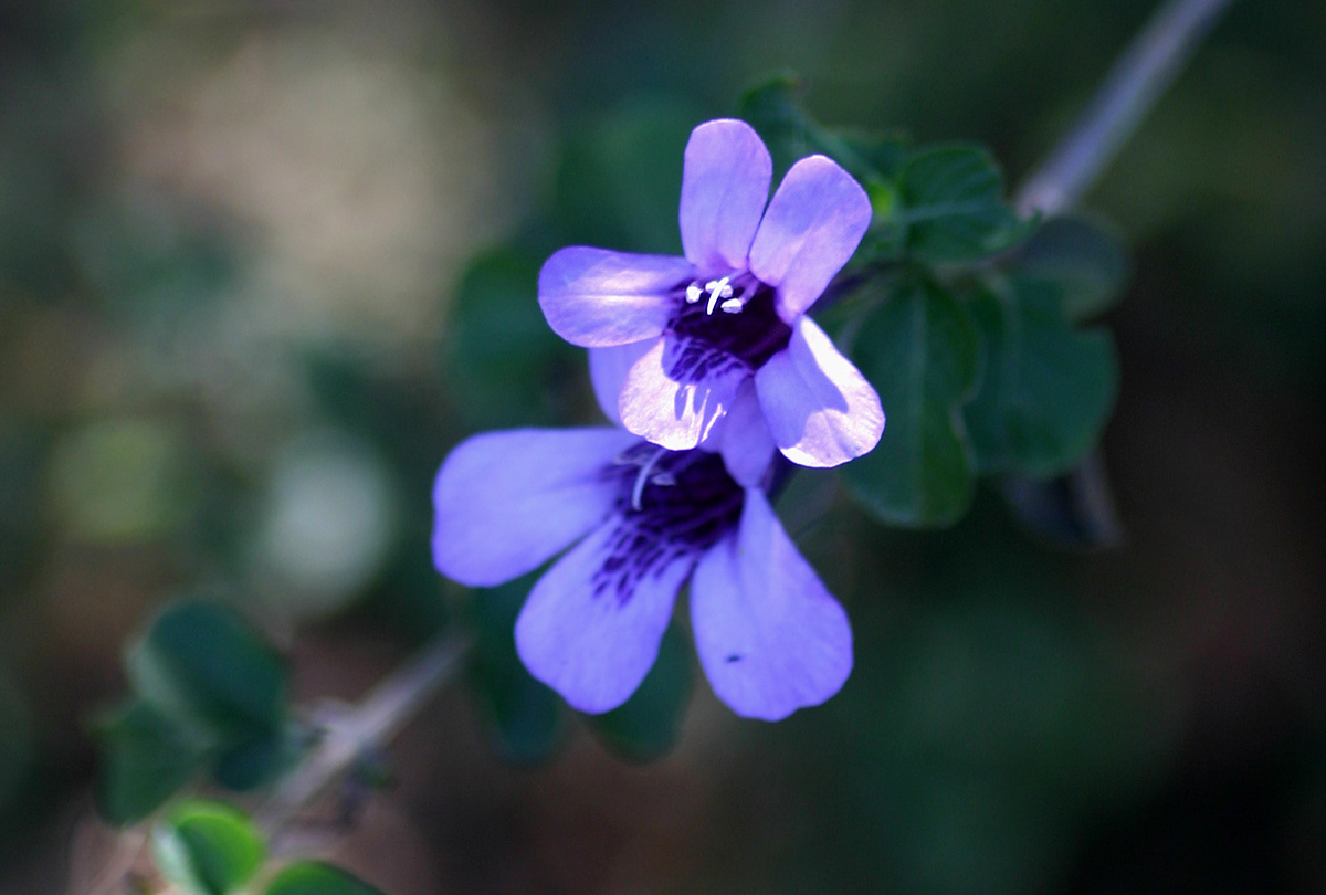 Dyschoriste thunbergiiflora
