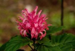 Justicia carnea