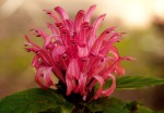 Justicia carnea