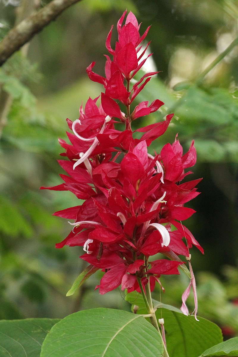 Megaskepasma erythrochlamys