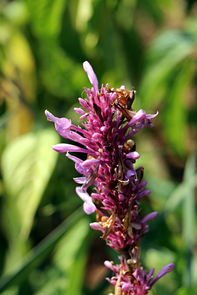Odontonema callistachyum