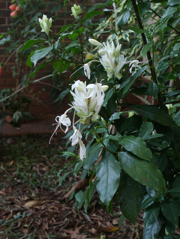 Whitfieldia elongata