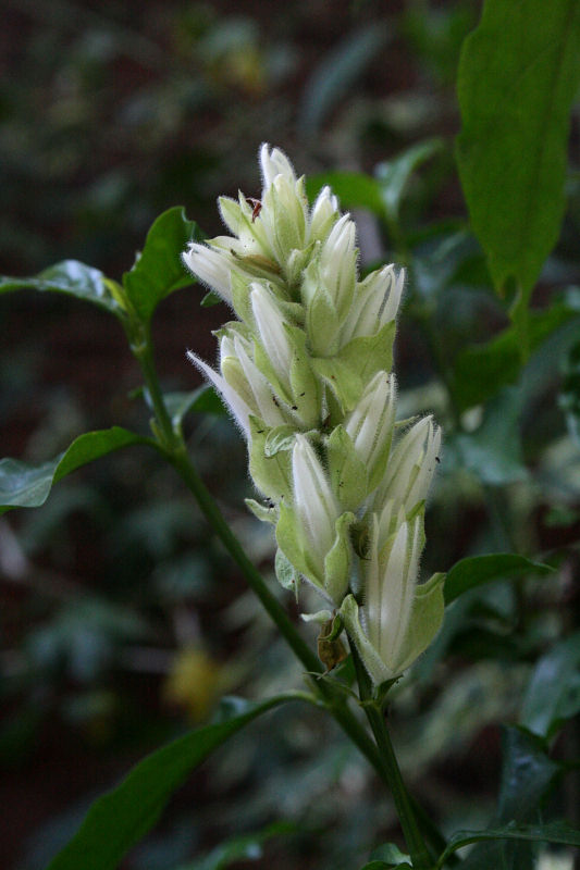 Whitfieldia elongata