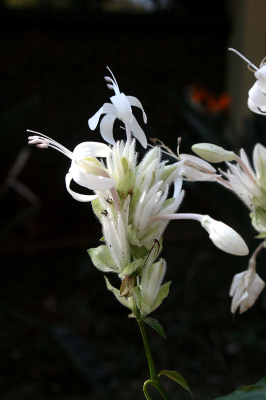 Whitfieldia elongata