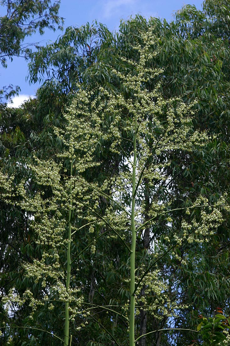 Furcraea foetida