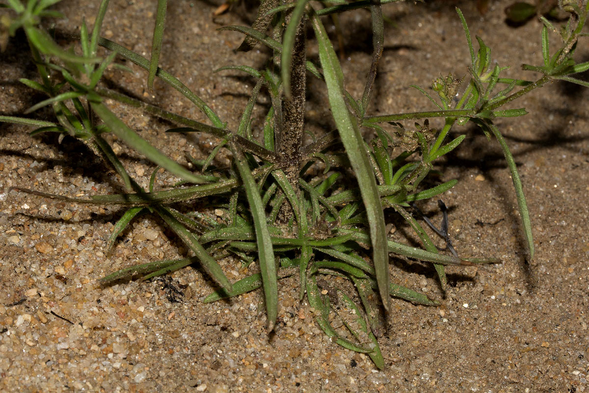 Vahlia dichotoma Vahlia dichotoma