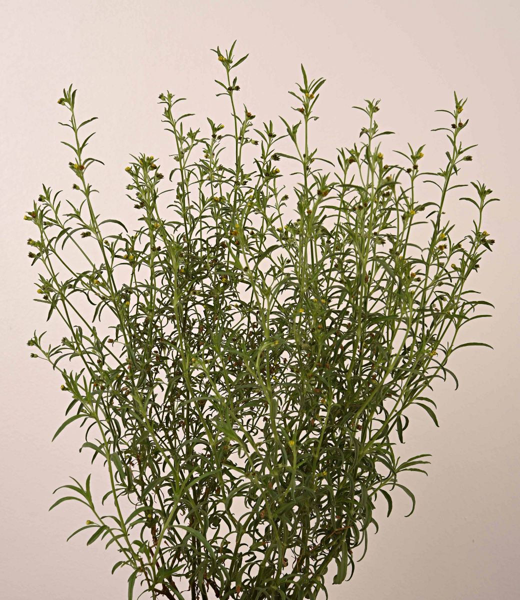 Vahlia dichotoma Vahlia dichotoma