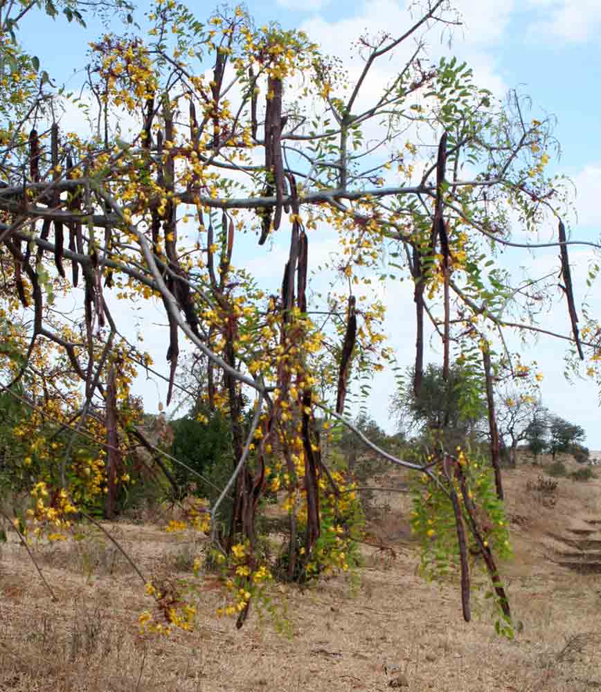 Cassia abbreviata
