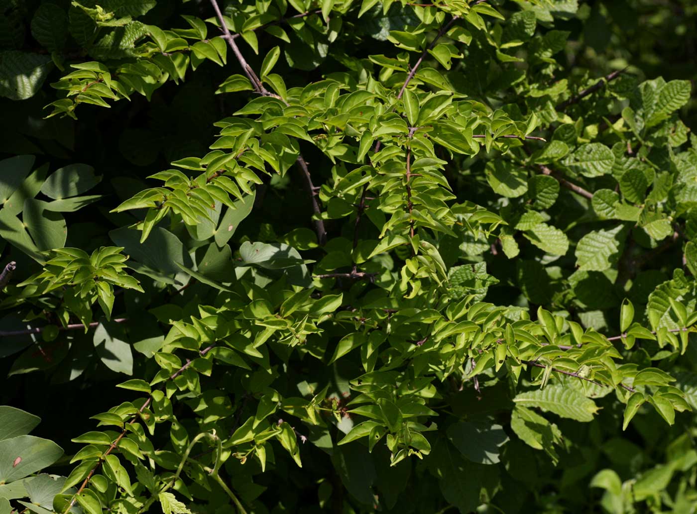 Canthium glaucum subsp. frangula Canthium glaucum subsp. frangula