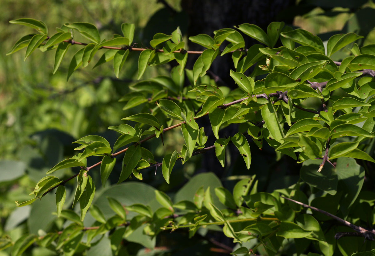 Canthium glaucum subsp. frangula