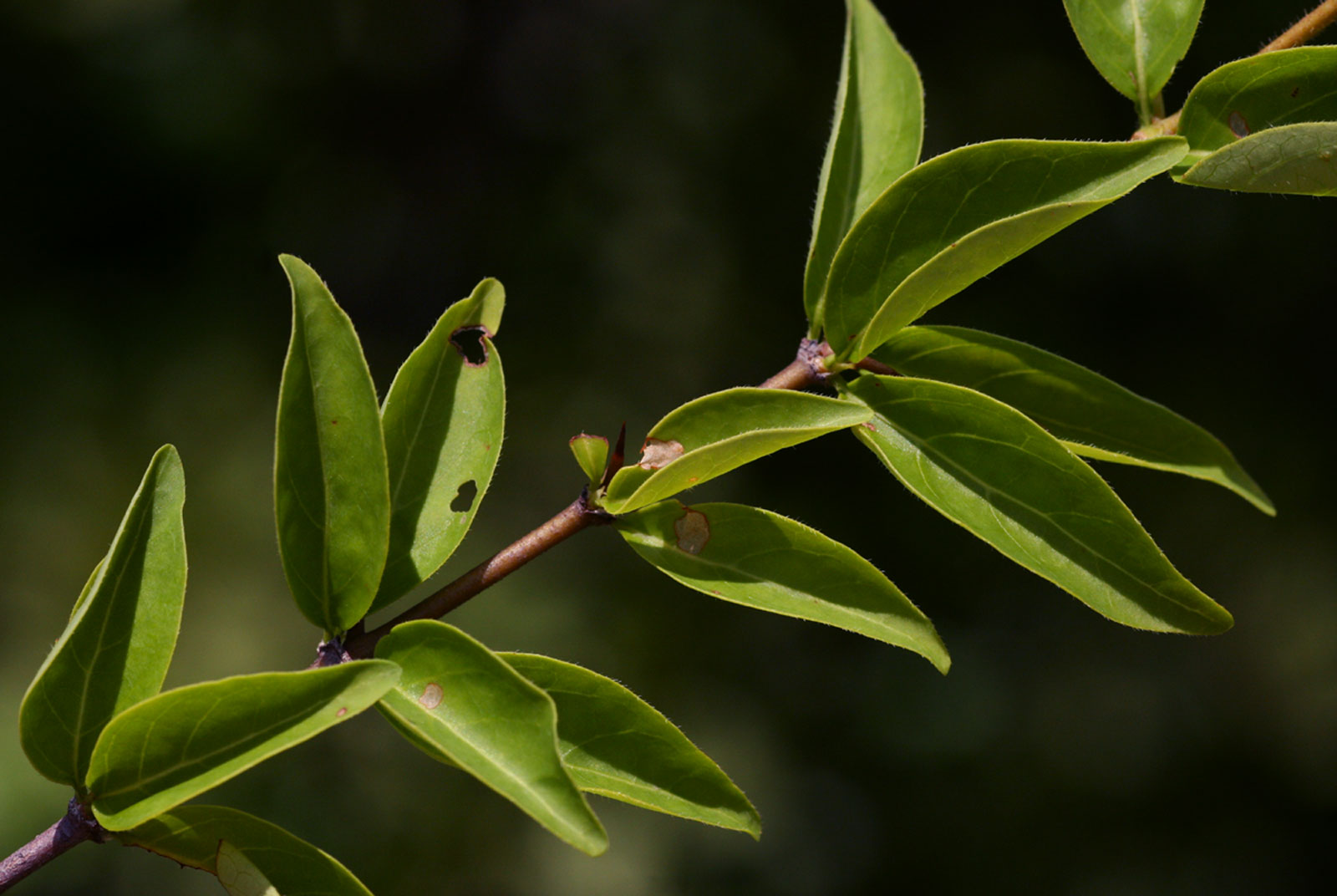 Canthium glaucum subsp. frangula