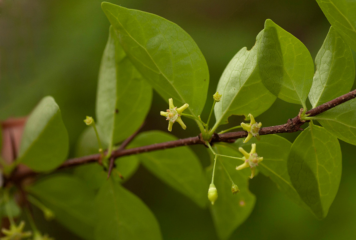Canthium glaucum subsp. frangula