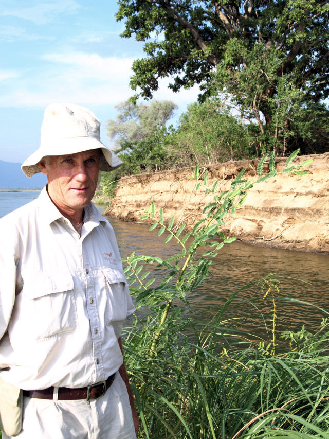 Aeschynomene elaphroxylon