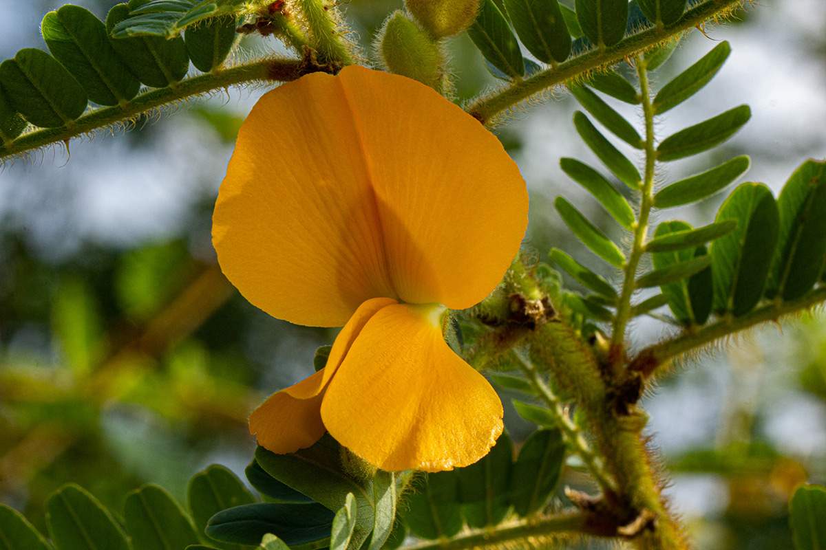 Aeschynomene elaphroxylon