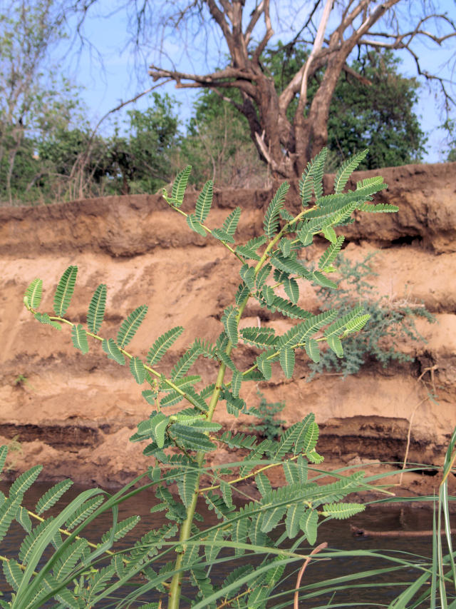 Aeschynomene elaphroxylon