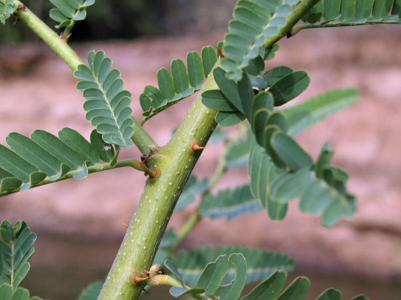 Aeschynomene elaphroxylon