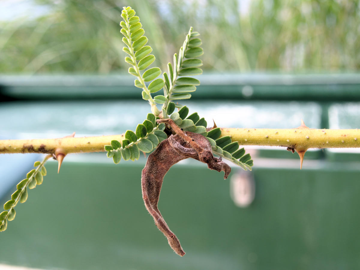 Aeschynomene elaphroxylon