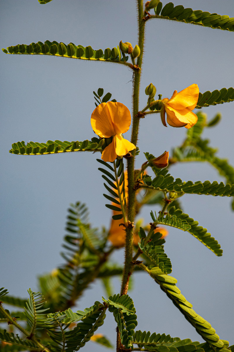 Aeschynomene elaphroxylon