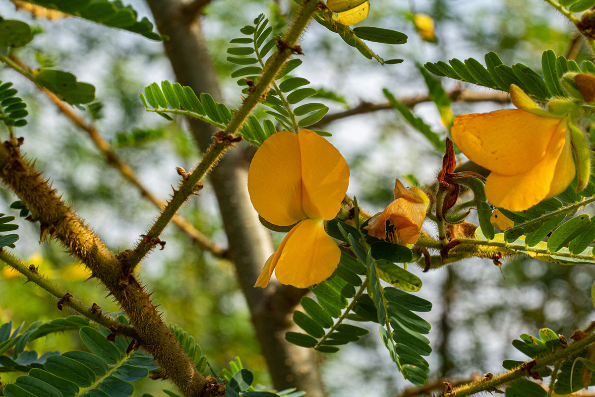 Aeschynomene elaphroxylon