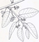 Pseudolachnostylis maprouneifolia