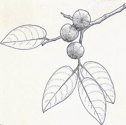 Pseudolachnostylis maprouneifolia
