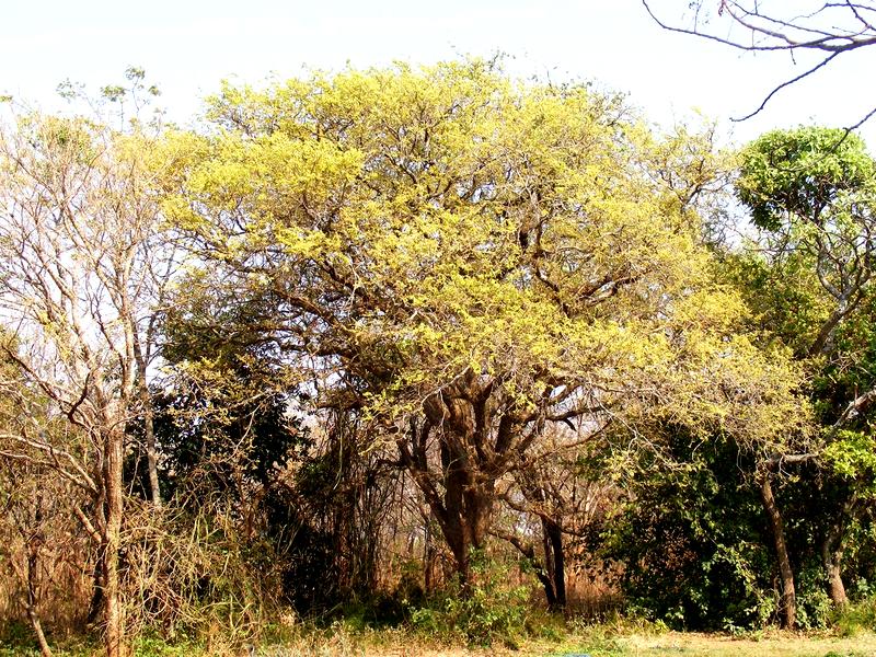 Pseudolachnostylis maprouneifolia Pseudolachnostylis maprouneifolia