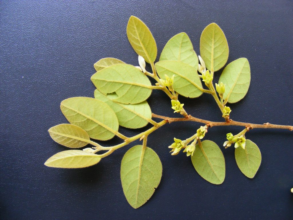 Pseudolachnostylis maprouneifolia