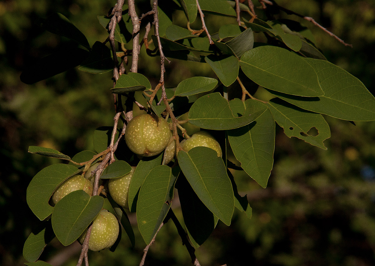 Pseudolachnostylis maprouneifolia Pseudolachnostylis maprouneifolia