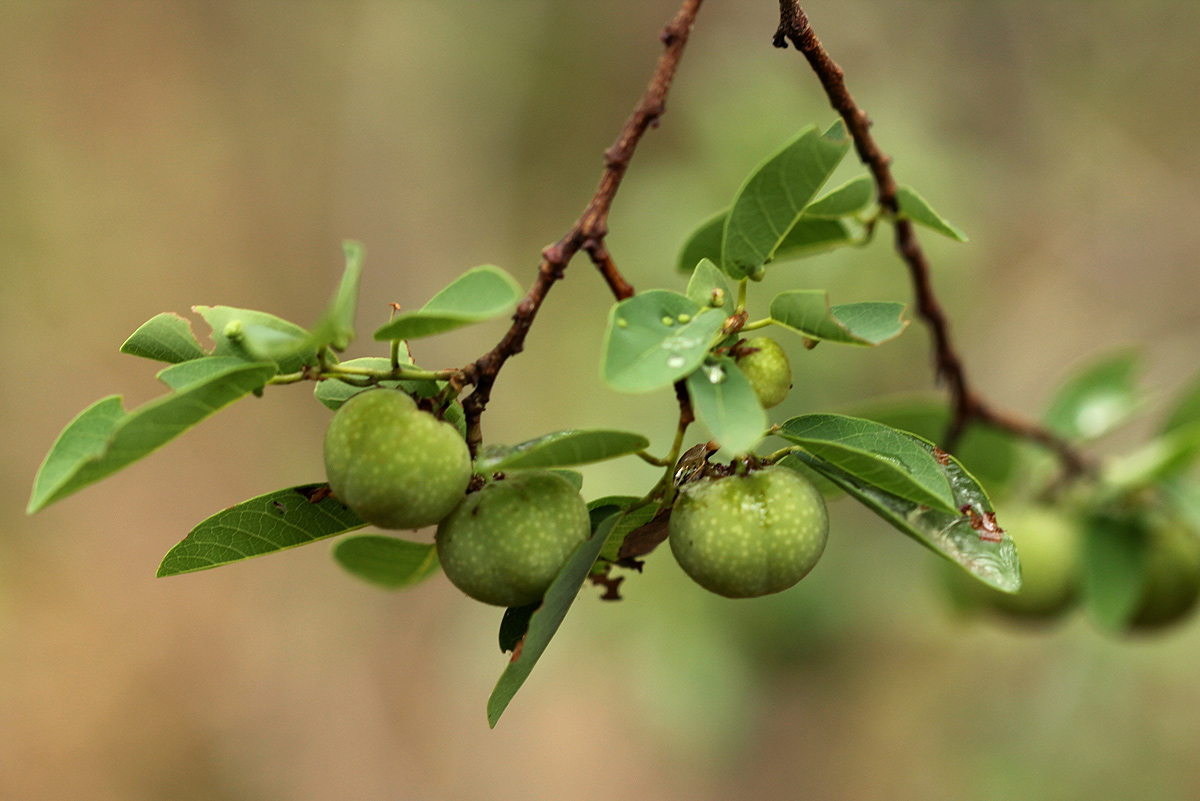 Pseudolachnostylis maprouneifolia Pseudolachnostylis maprouneifolia
