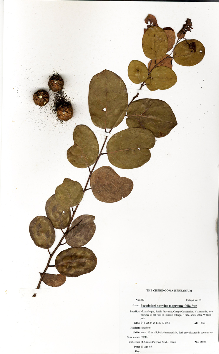 Pseudolachnostylis maprouneifolia Pseudolachnostylis maprouneifolia