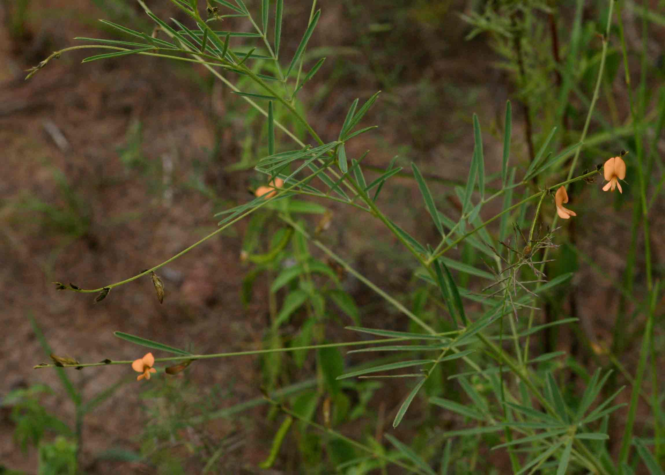 Tephrosia linearis